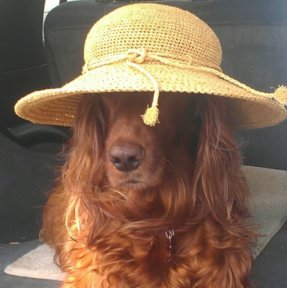 Meet your Posher, Sindy - Picture 1 of 4